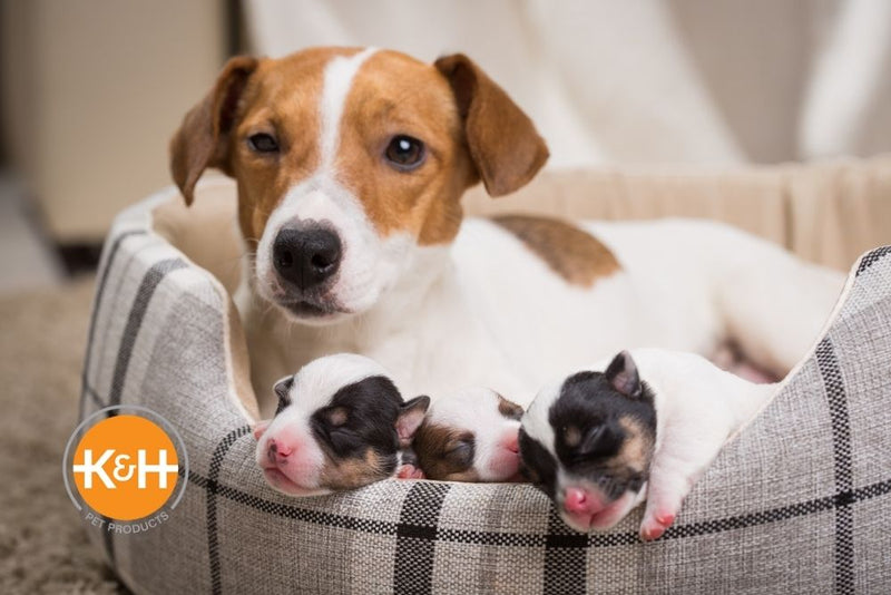 Newborn Puppy Care Week By Week K H Pet Products