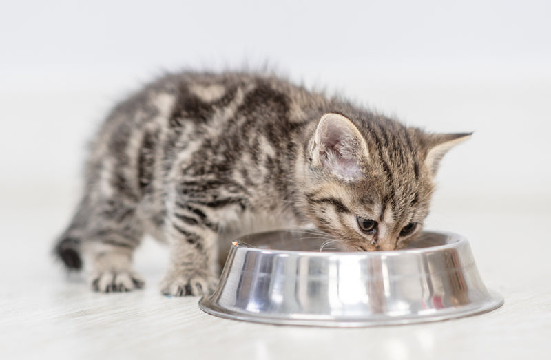 How Much Should You Feed An 8 Week Old Kitten K H Pet Products