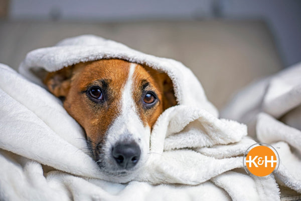 Can Dogs Get Colds K H Pet Products