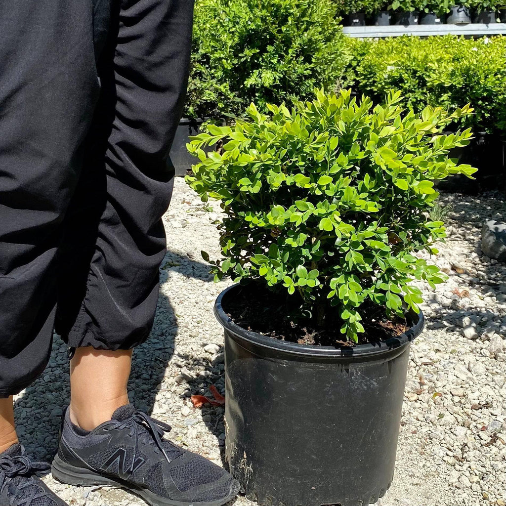 Boxwood Green Velvet 3 Gallon Hicks Nurseries
