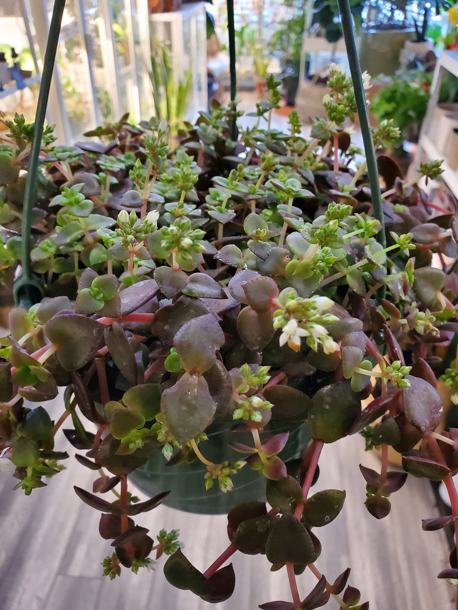 Crassula Marginalis Rubra Variegata Calico Kitten Plant Salon