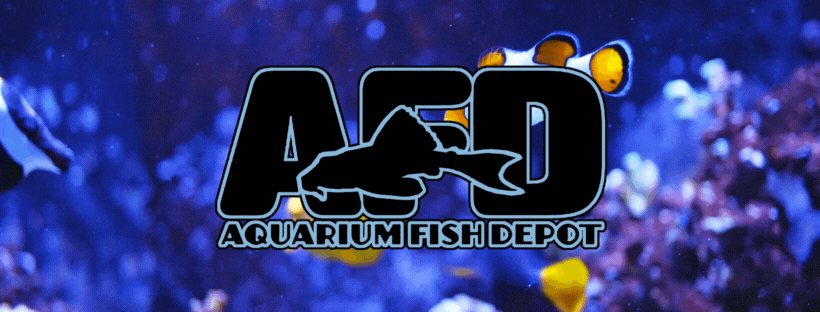 Aquarium Fish Depot Fish Store Saltwater Freshwater Fish Corals