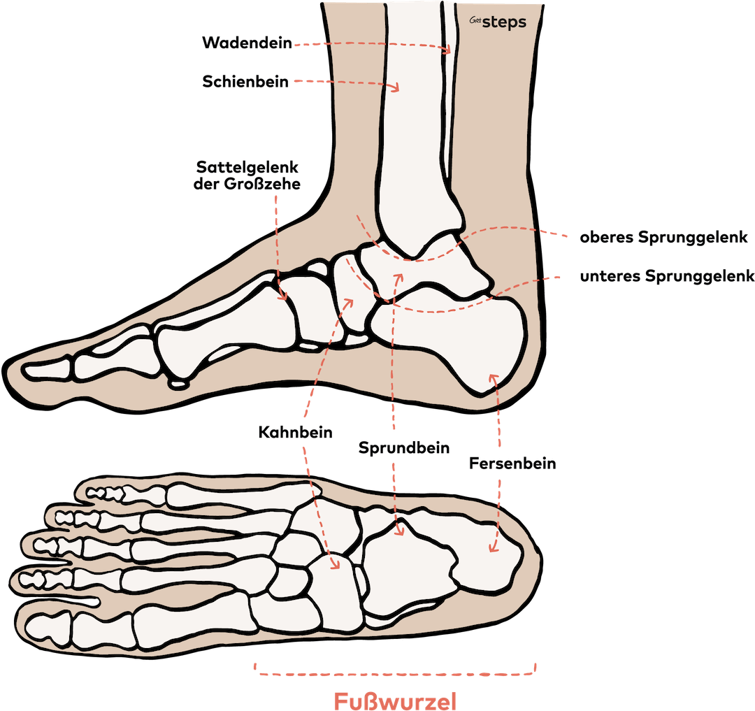 Fussanatomie Lerne Deine Fusse Kennen Getsteps