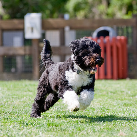 Portuguese Water Dog