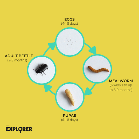Mealworm Menu What Do Mealworms Eat Hive Explorer