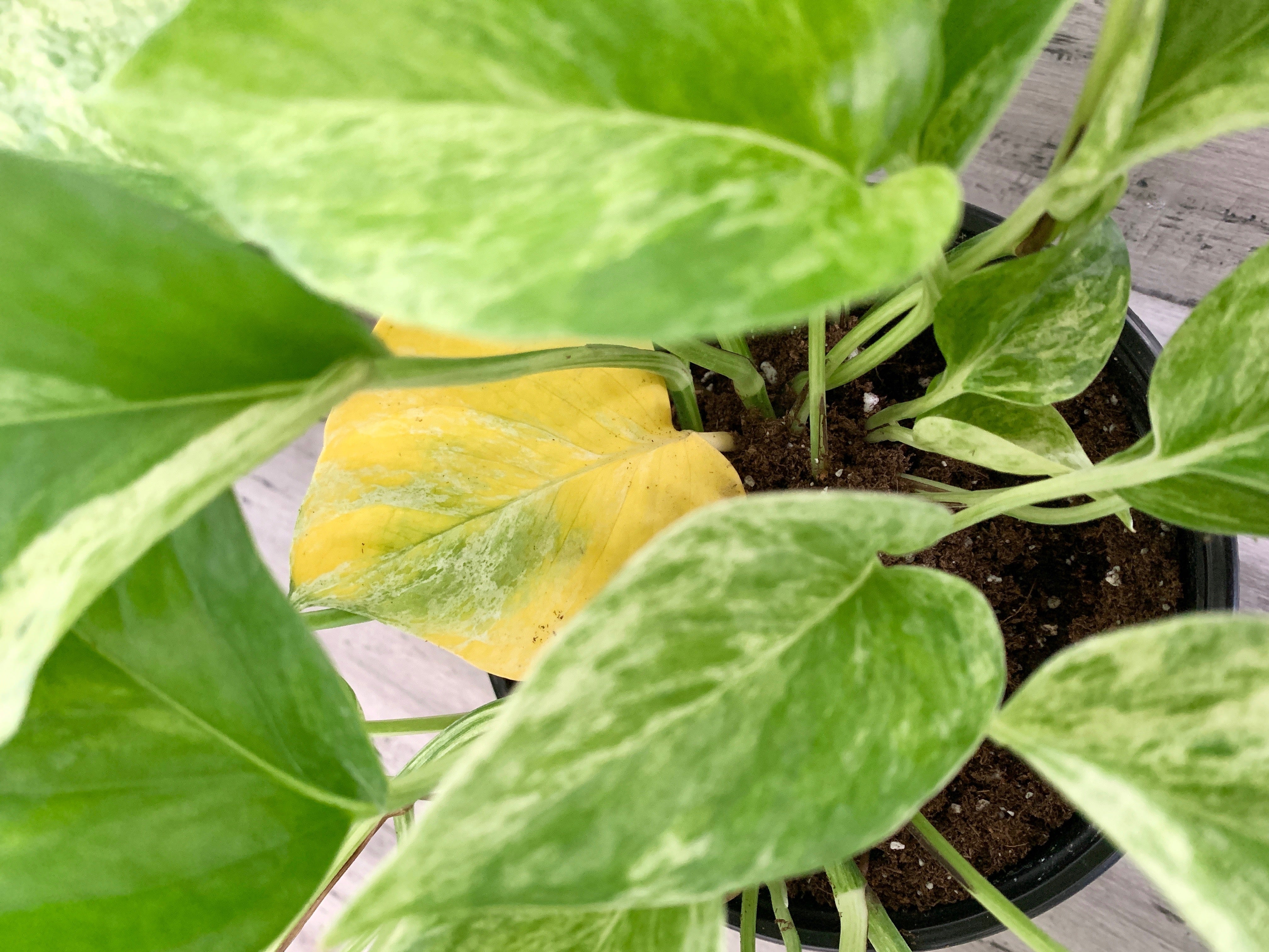 Why Your Houseplant Leaves Are Turning Yellow How To Treat Outside In