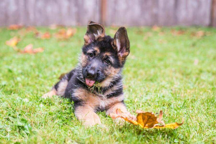 How Much To Feed A Puppy James Wellbeloved Uk