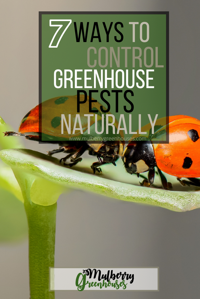 7 Ways To Control Greenhouse Pests Naturally Mulberry Greenhouses Greenhouse Guides Blog