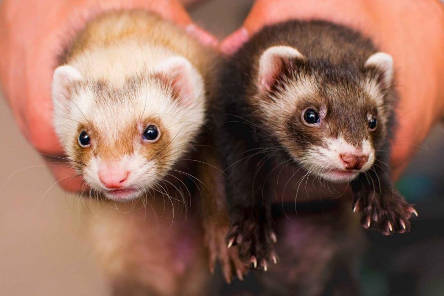 Types Of Ferrets Petsmont