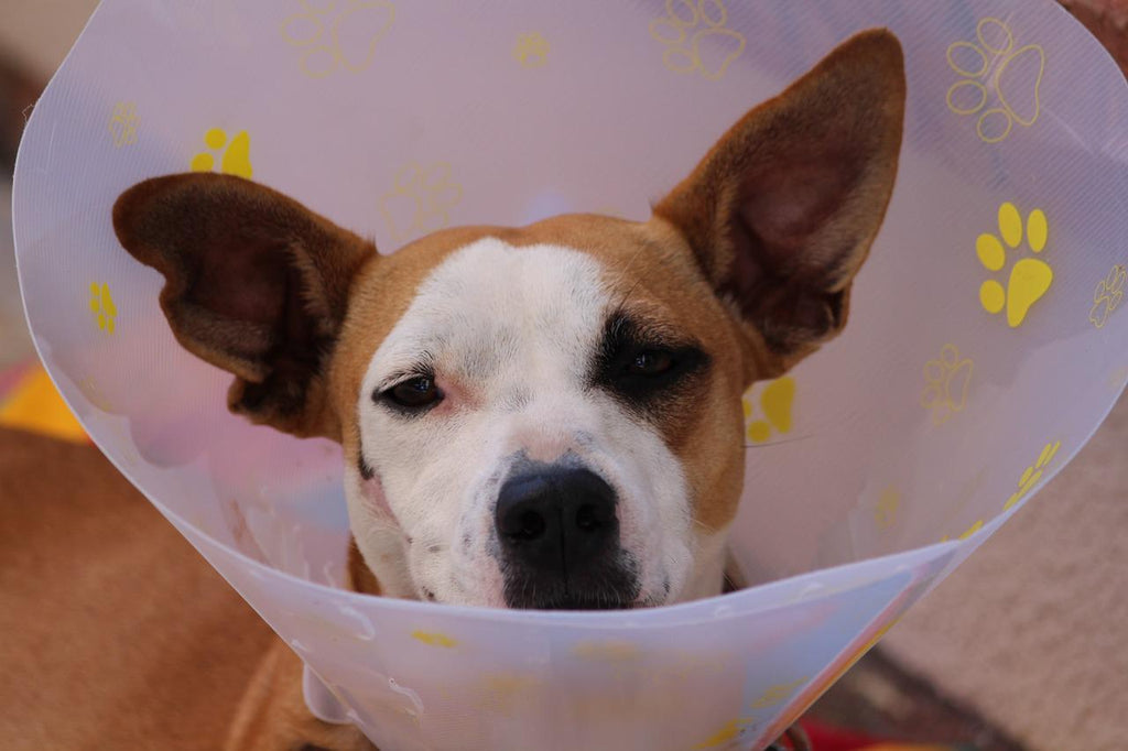 How To Treat A Dog Hot Spot Easy Proven Treatment And Home Remedies Petsmont