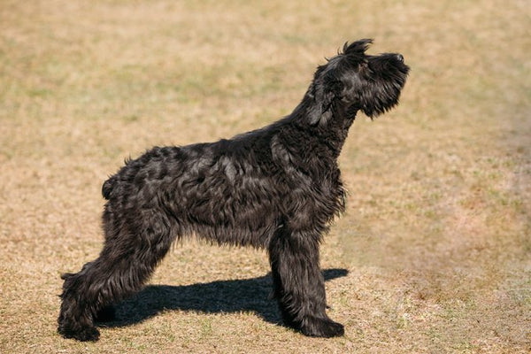 Best Facts About Giant Schnauzer Puppies Petsmont