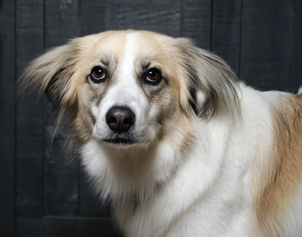 Dog Whiskers Everything You Need To Know Petsmont