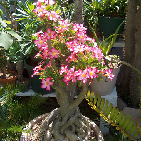 Adeniums Caring Preventives Of The Desert Rose Mybageecha