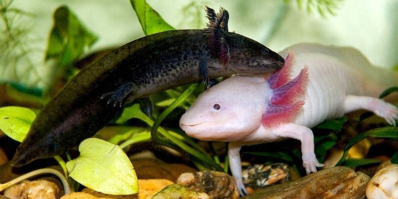 Axolotl Consigli E Informazioni Sull Anfibio Piu Famoso Al Mondo Iperverde