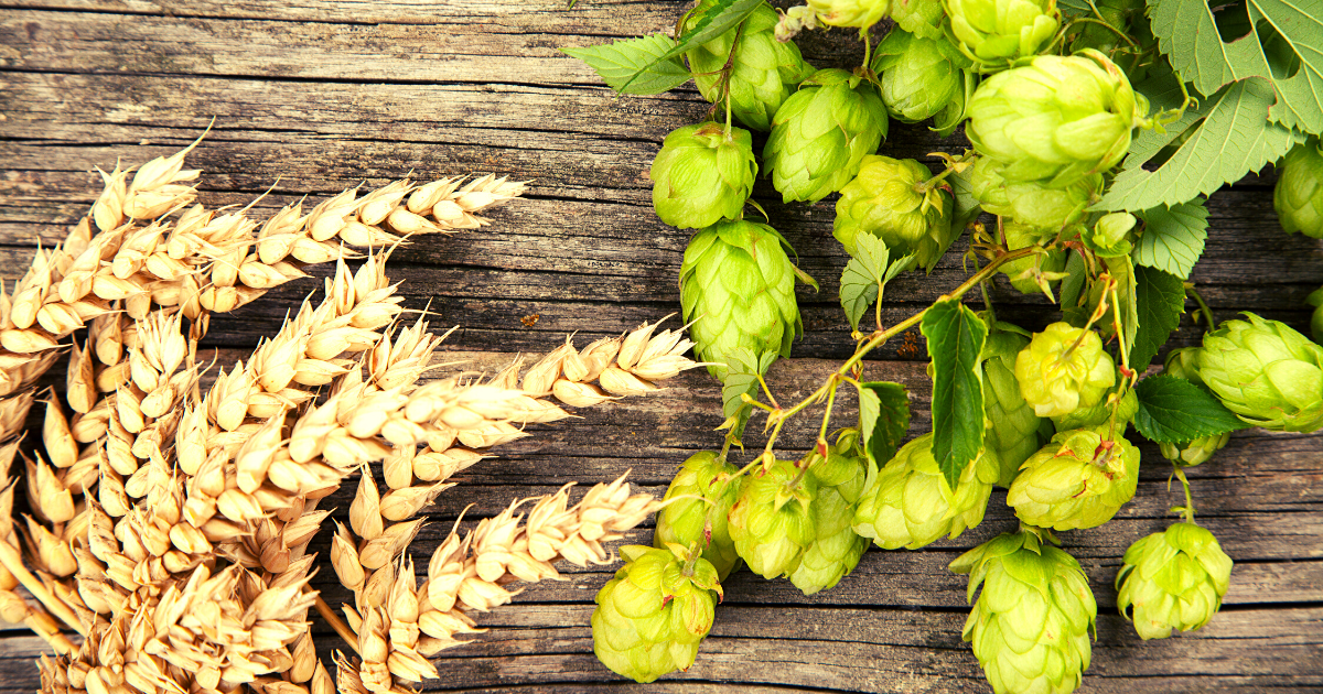 Cone De Houblon Proprietes Et Utilisation Holystrom