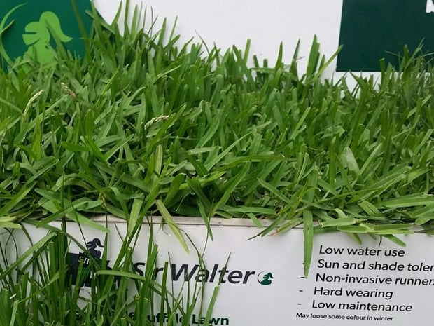 Shop Sir Walter Buffalo Instant Lawn Melbourne The Green Centre