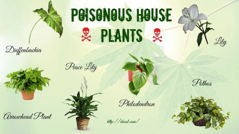 Houseplants Pets Crazy Plant Bae