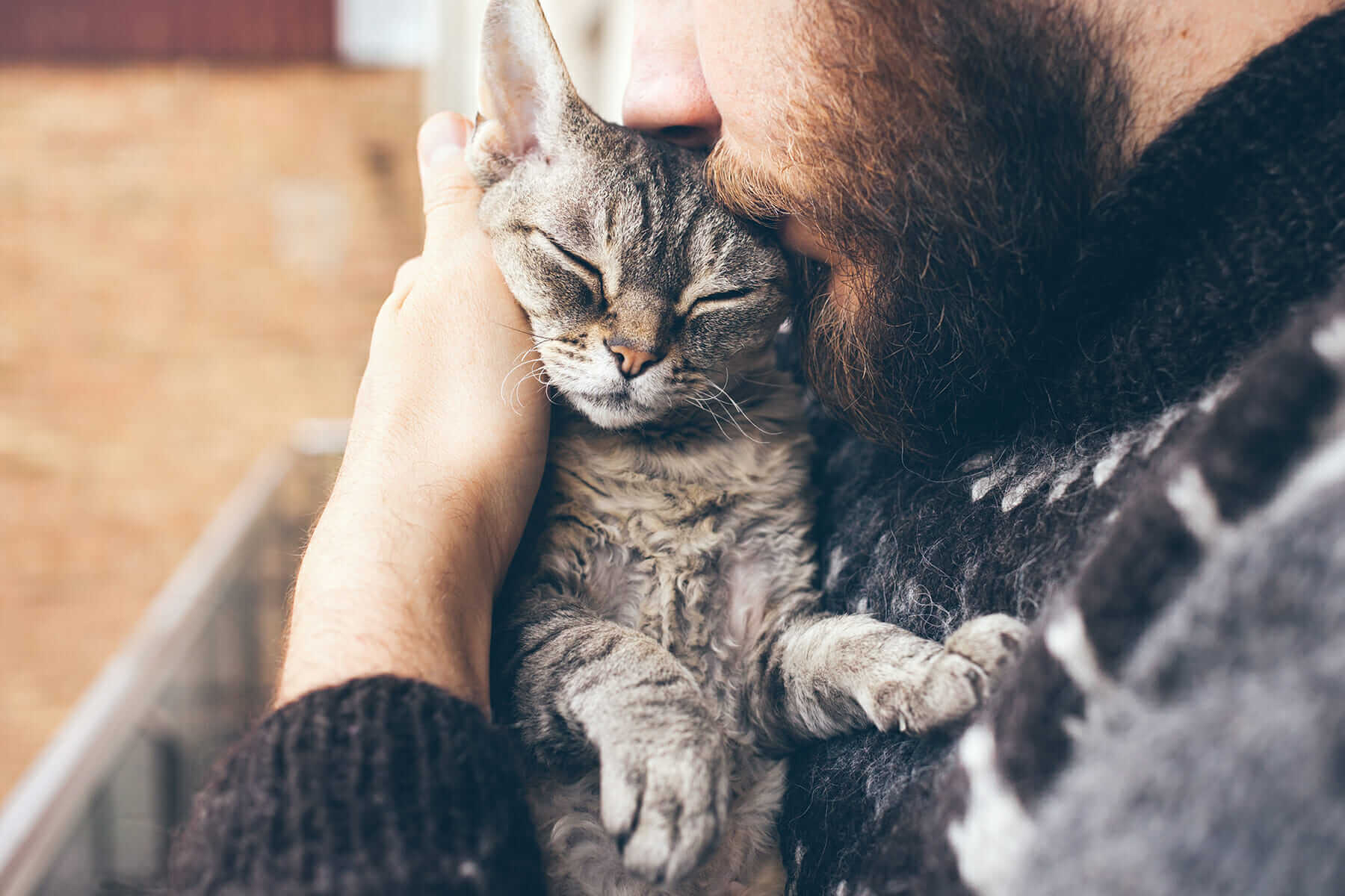 Is Eucalyptus Essential Oil Safe For Cats