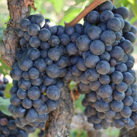 Types Of Wines Top Grape Varieties We Grow In England Stanlake Park Stanlake Park Wine Estate