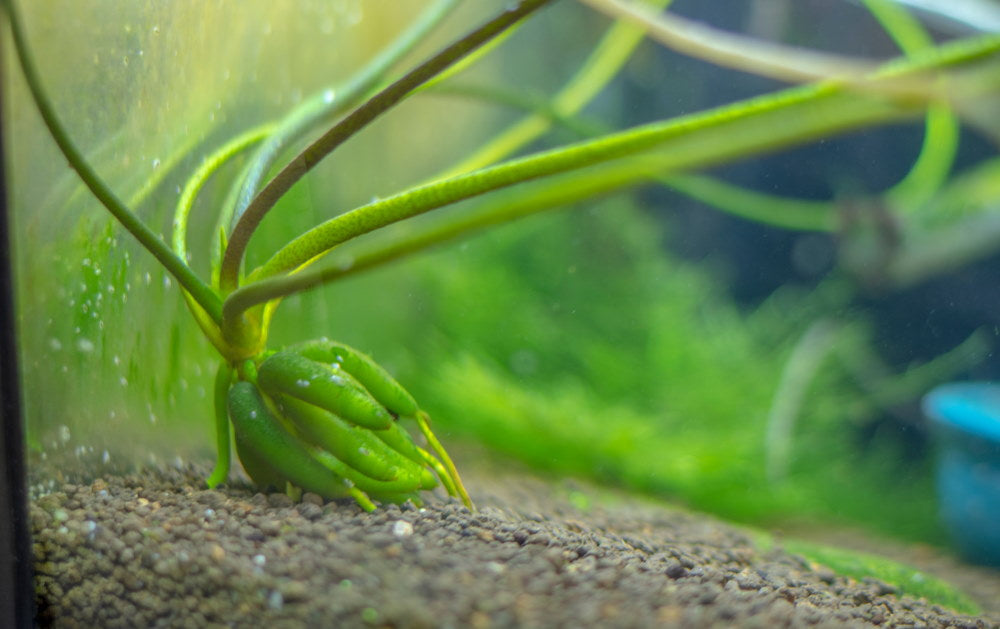 Banana Plant Care Guide An Unusual Aquarium Plant For Beginners Aquarium Co Op