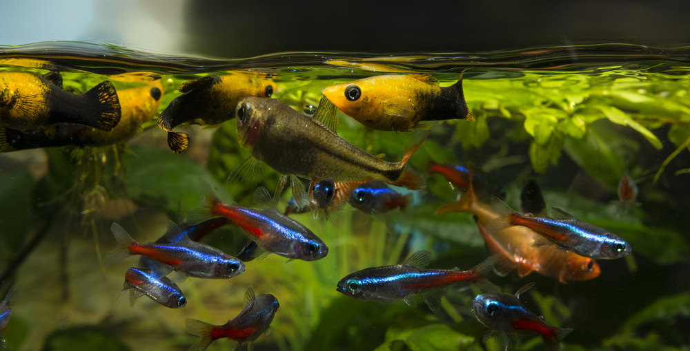 How Often Do You Feed Fish And How Much Guide To Feeding Fish Aquarium Co Op