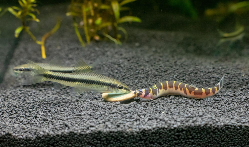 How Often Do You Feed Fish And How Much Guide To Feeding Fish Aquarium Co Op
