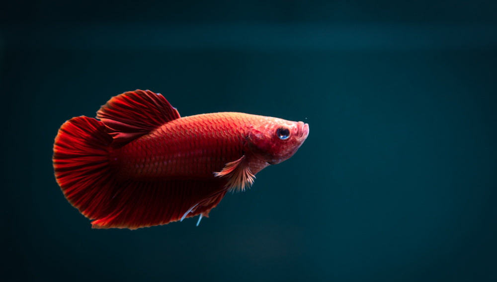 How Often Do You Feed Fish And How Much Guide To Feeding Fish Aquarium Co Op