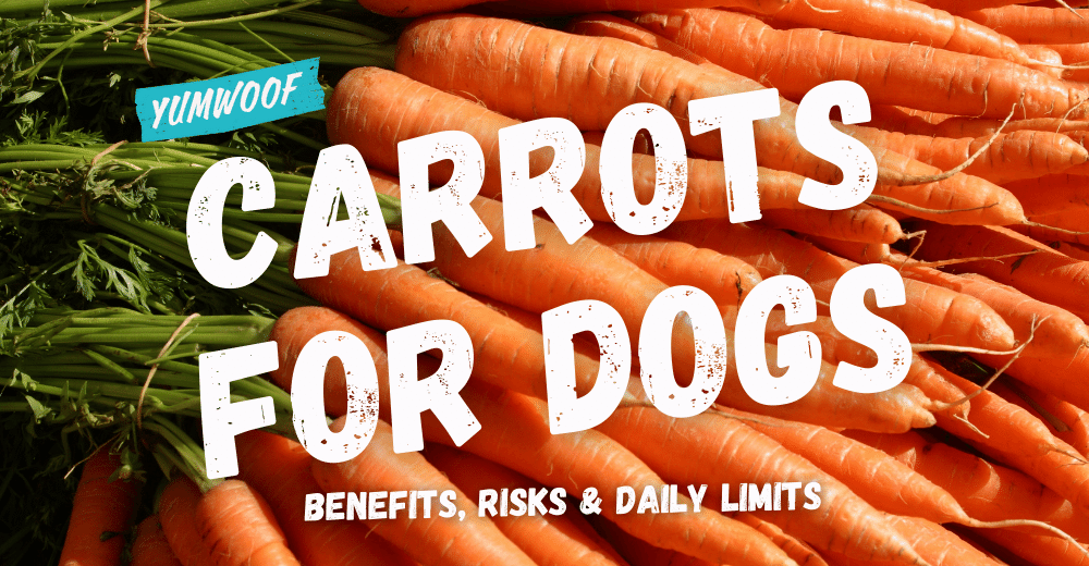 Can Dogs Puppies Have Carrots Benefits Risks Daily Limits