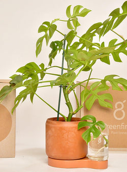 Pot A Bouture Auto Arrosage Jardiniste
