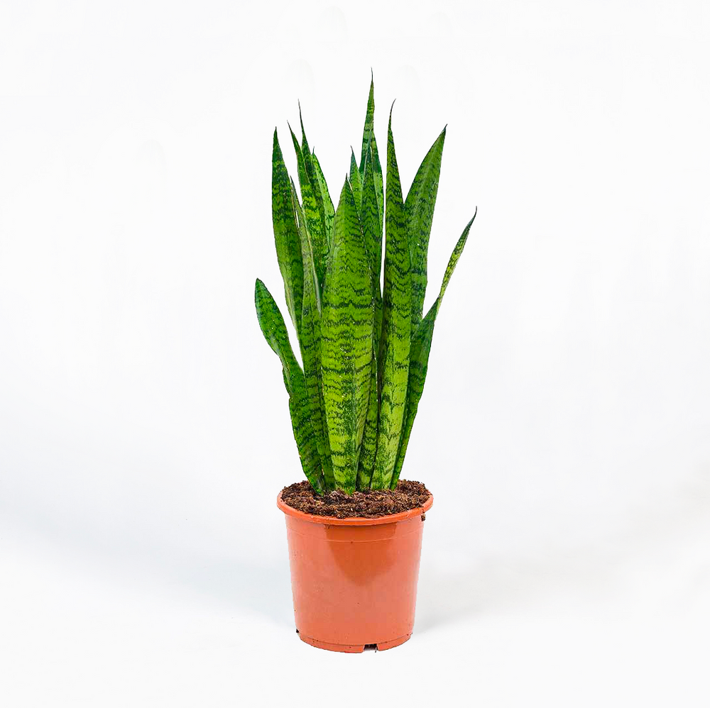 Sansevieria Verde Lengua De Suegra Obliqua