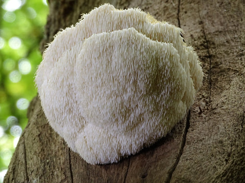 The History And Health Benefits Of Lion S Mane Mushroom Strange Love