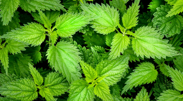 Quelle Tisane Calme Les Douleurs De Regles 5 Plantes A Tester
