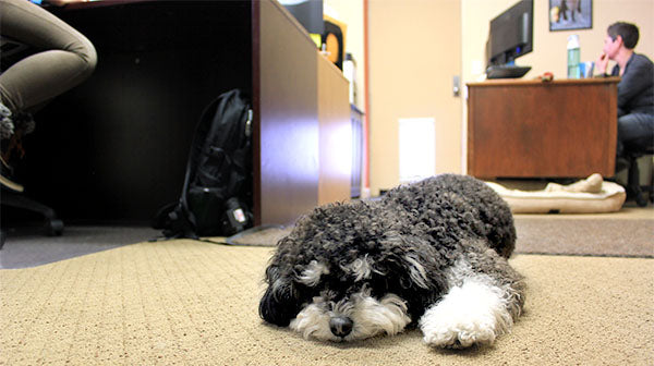 Pet Hair Everywhere How To Clean Up Dog Hair