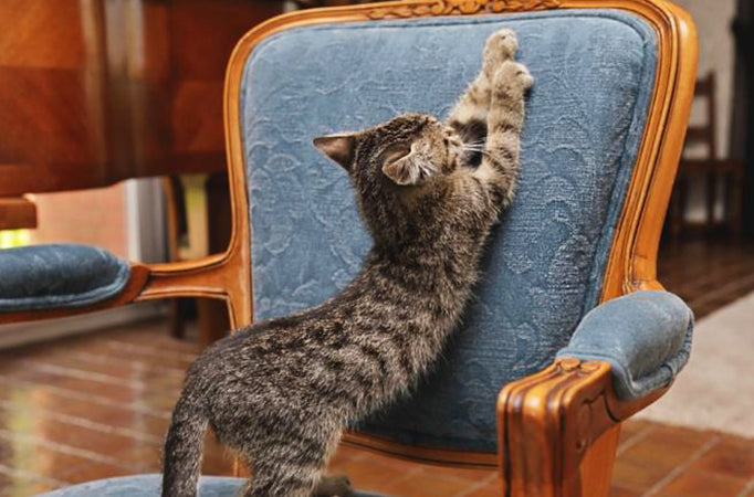 Conseils Pour Bien Eduquer Un Chaton Homycat