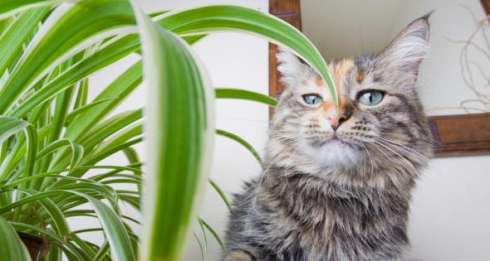 Les Plantes Dangereuses Ou Toxiques Pour Les Chats Homycat