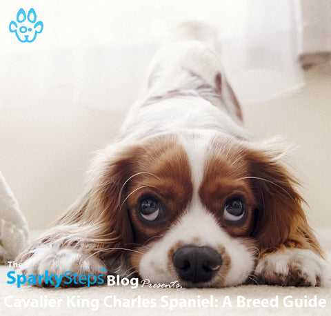 Cavalier King Charles Spaniel A Breed Guide Sparky Steps