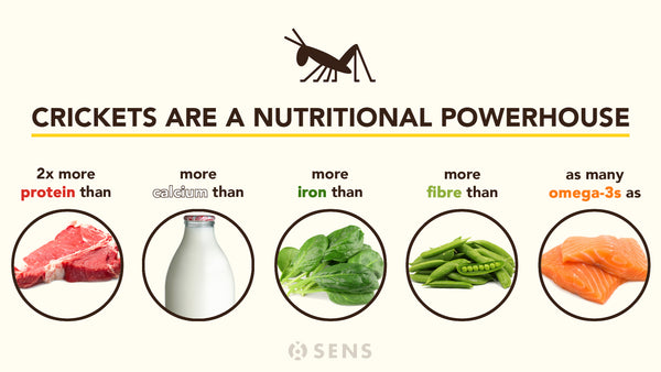 Crickets Are A Nutritional Powerhouse Sens Foods