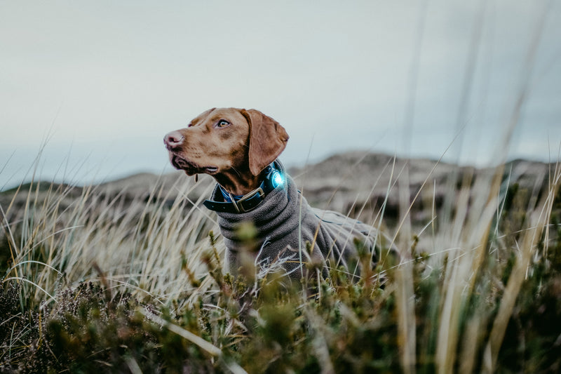 Orbiloc Dual Led Dog Safety Light Turquoise Ginger And Bear
