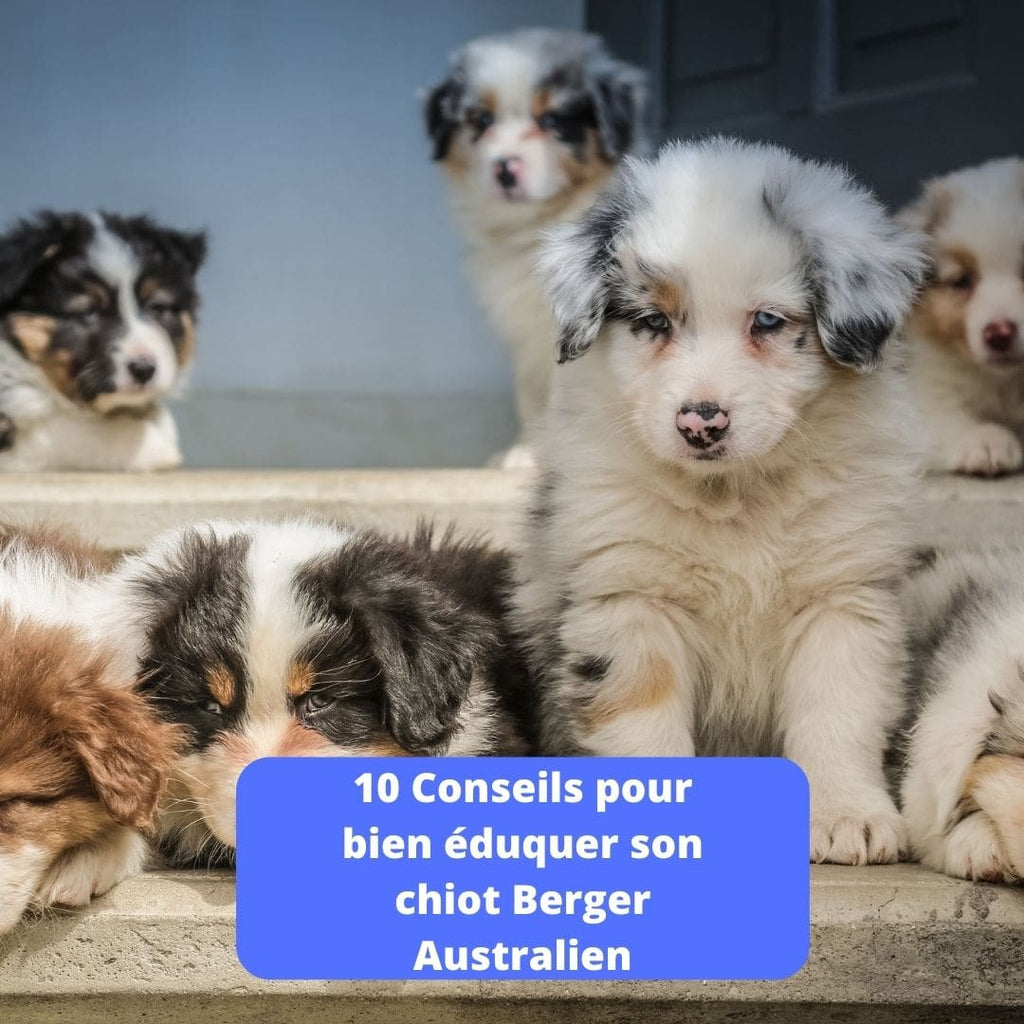 10 Conseils Pour Bien Eduquer Son Chiot Berger Australien Animal Lovers