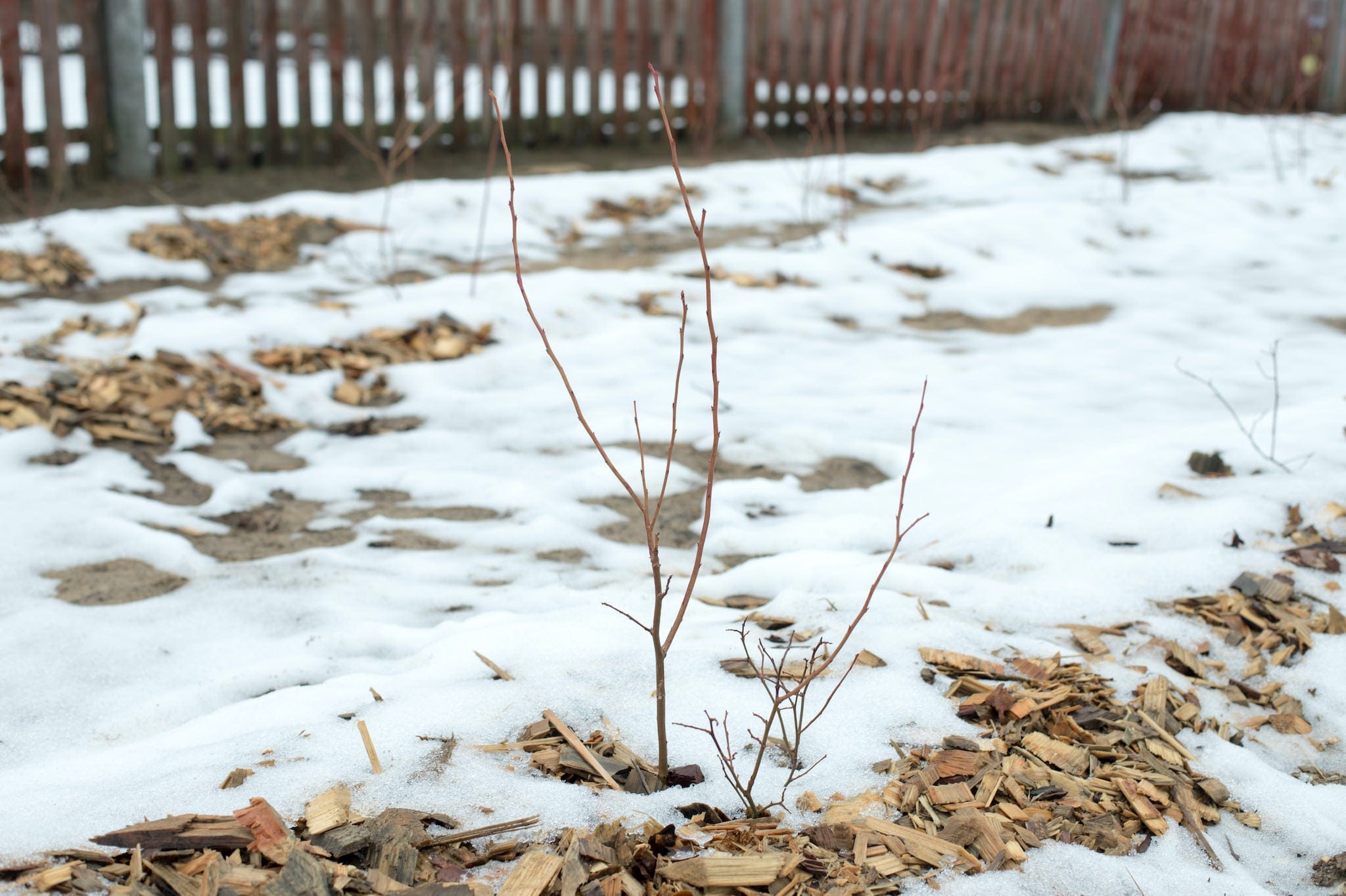 Vorst Bereid Je Tuin Voor Op De Kou Sprinklr