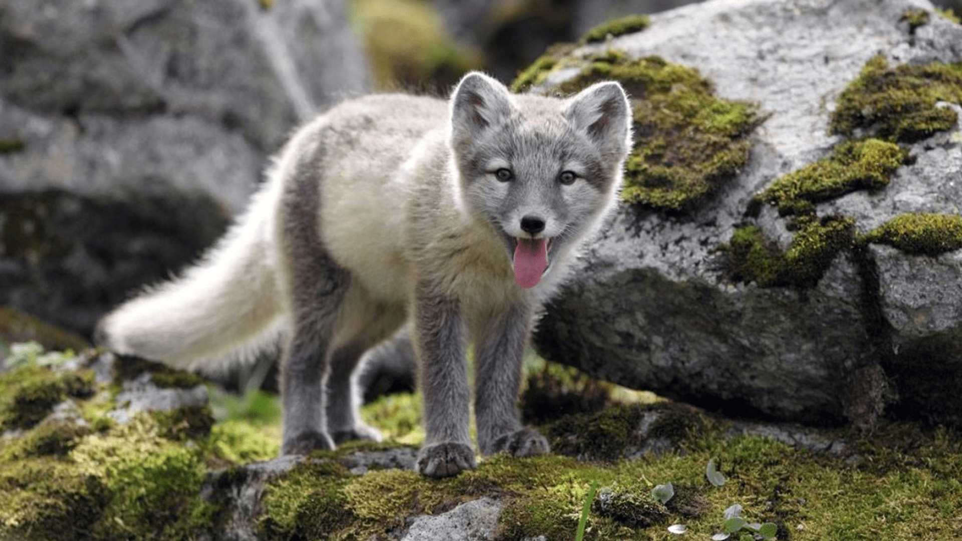 Informations Sur Le Renard Polaire Malin Renard