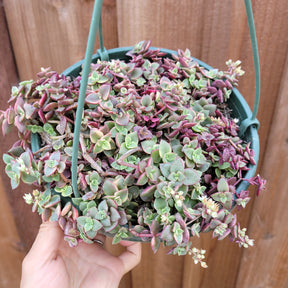 Crassula Marginalis Rubra Variegata Calico Kitten