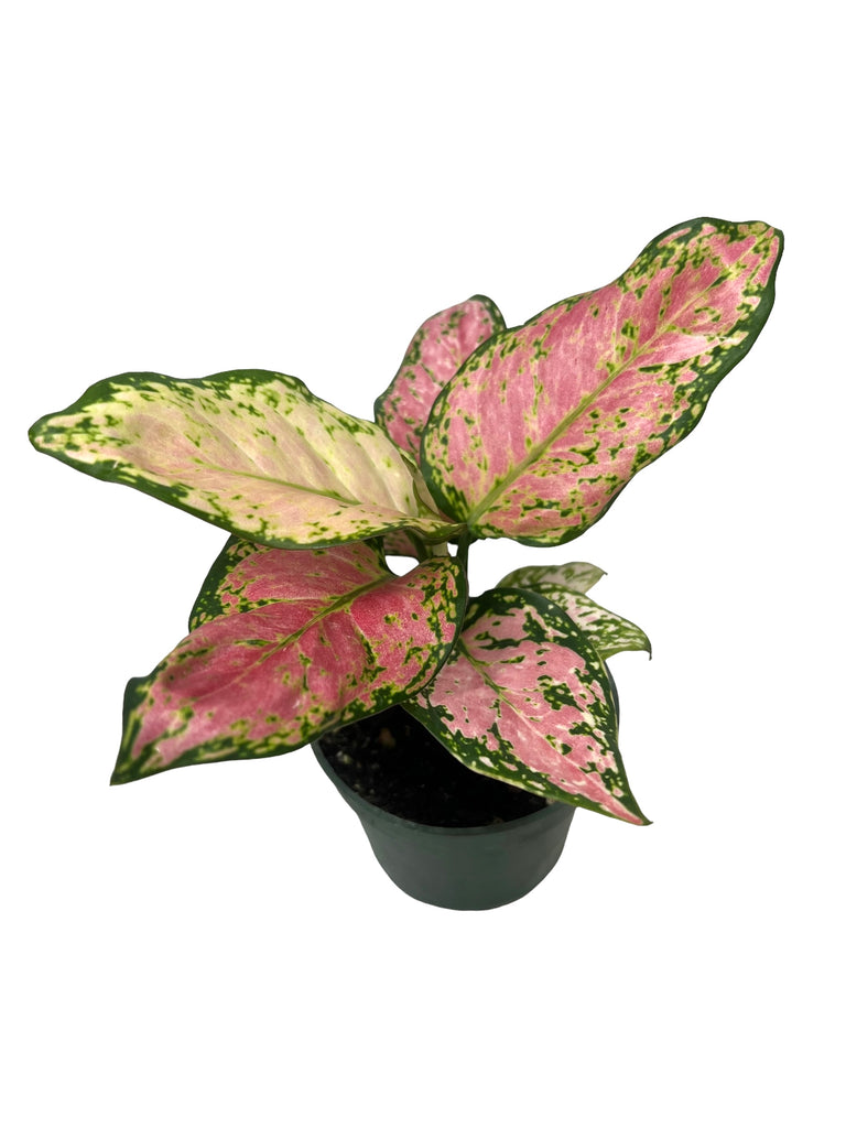 Canopy Plant Co Your Source For Unique Tropical Plants