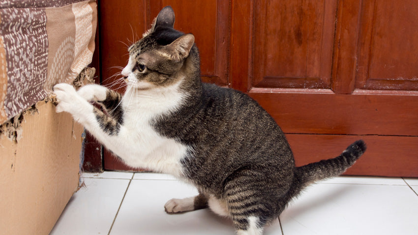 Why Cats Scratch Furniture And How To Get Them To Stop Meowingtons