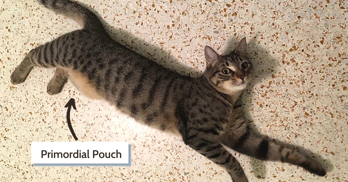 Does Your Cat S Belly Hang Low It S Just Their Primordial Pouch Meowingtons