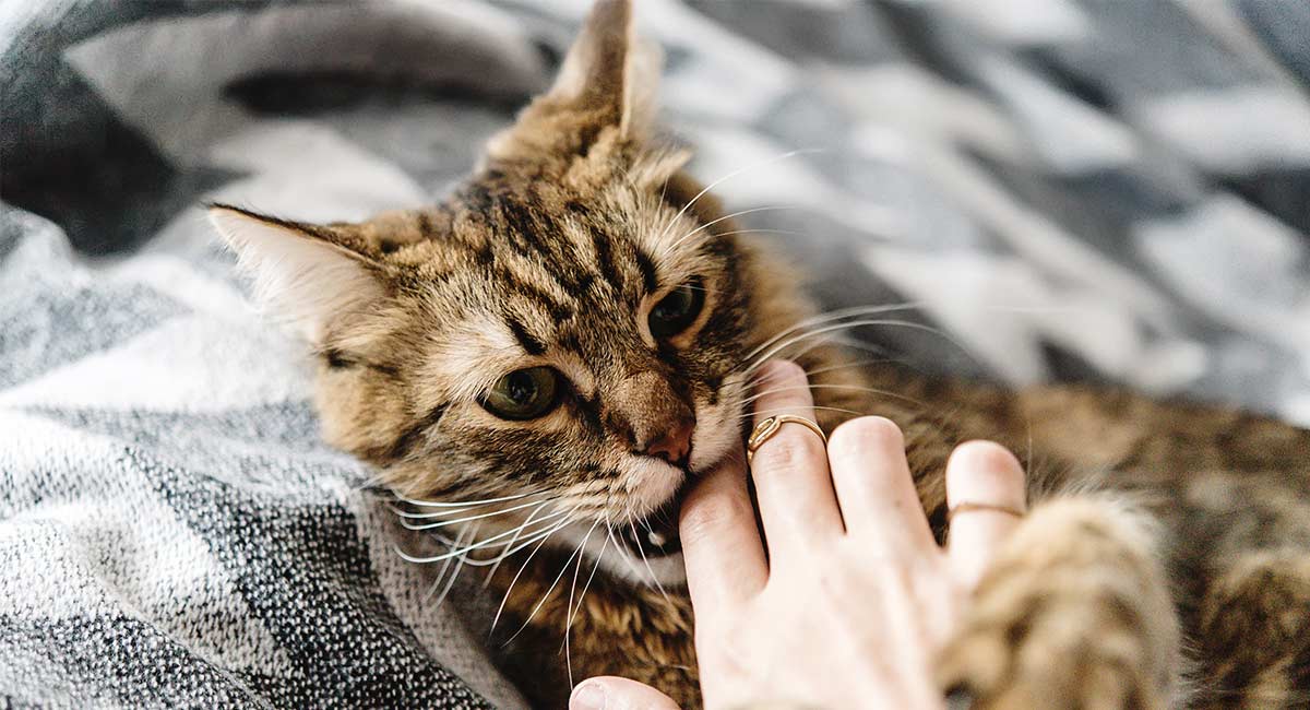 Here S Why Your Cat Gives You Love Bites Meowingtons