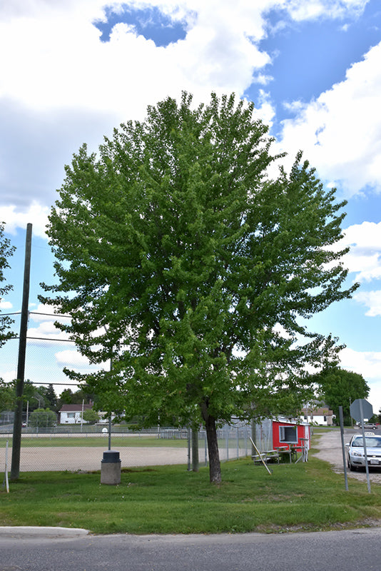 Silver Maple Tree Acer Saccharinum