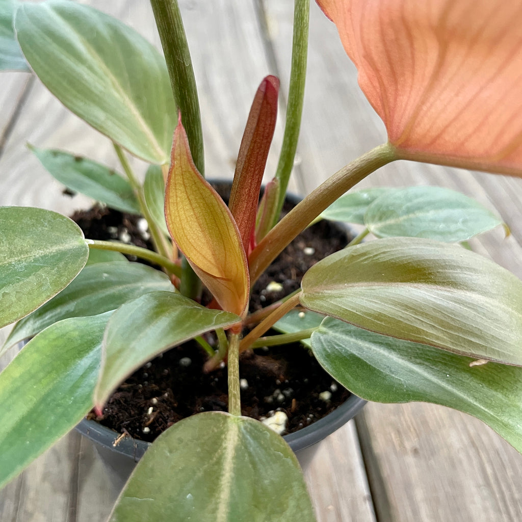 summer glory philodendron