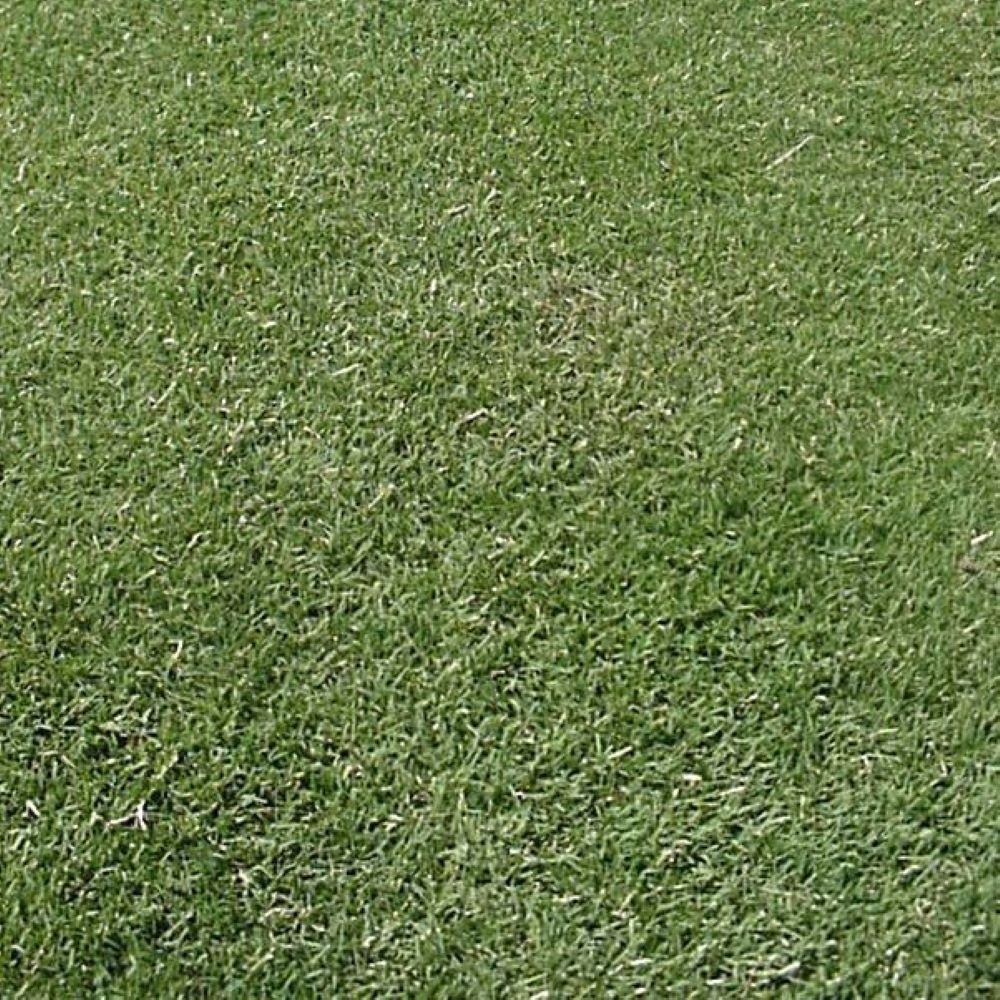 Arden 15 Hybrid Bermuda Grass Seeds Stover Seed Since 1922
