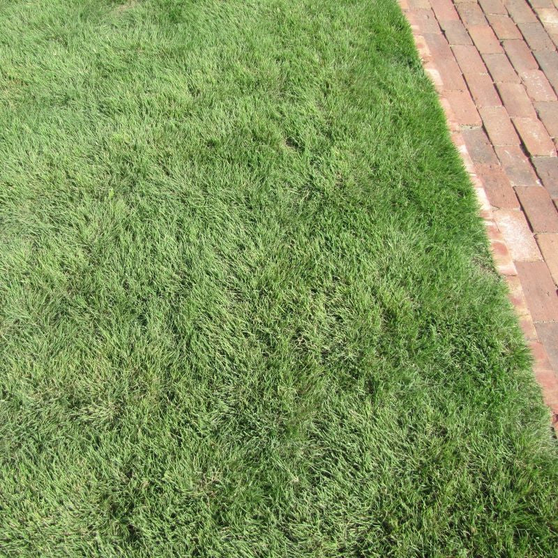 Sundancer Buffalograss Warm Season Zones 2 Western Areas Of 3 And